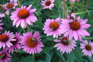 echinacea-purpurea-rubinstern-2